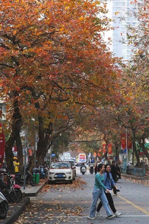 苏州路|心动！南宁的春天竟然偷偷藏了这么一片绝美“秋景”