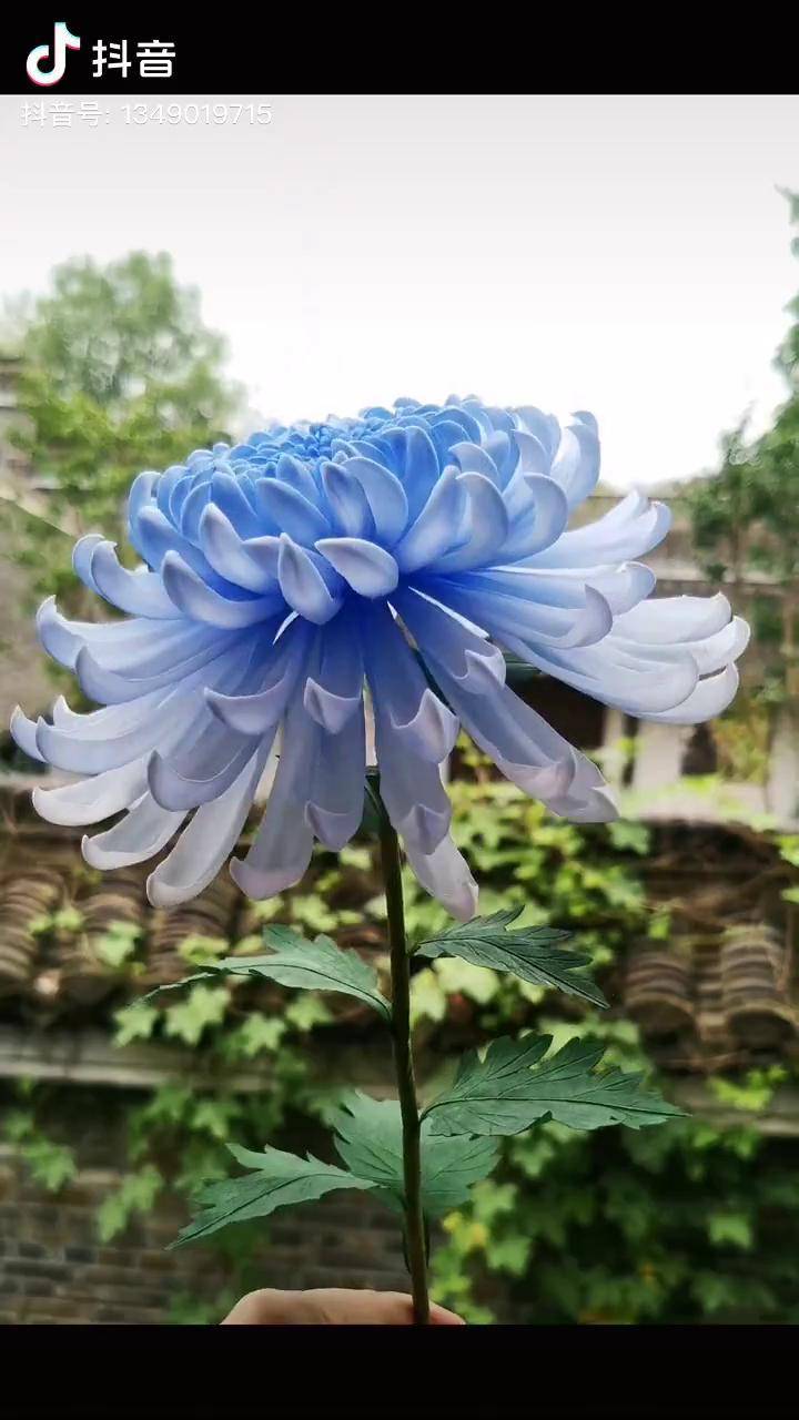 蓝色菊花图片大全唯美图片