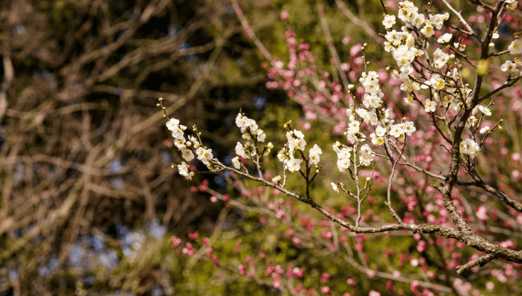 花海|春日花海说开就开，这波浪漫送给如花的你！