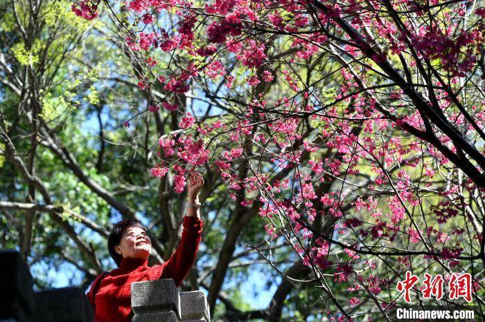 景区|福州乌山迎最美赏花季 桃花樱花次第盛开