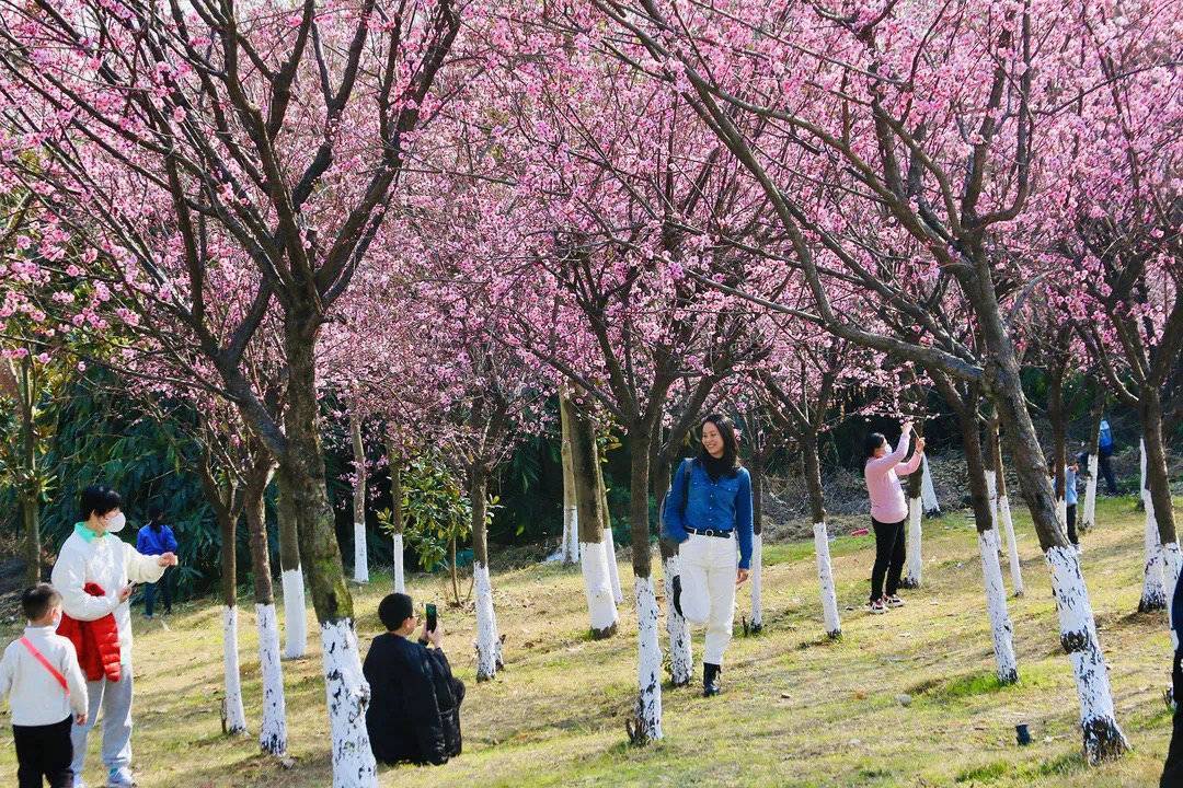 成都春季赏花图片