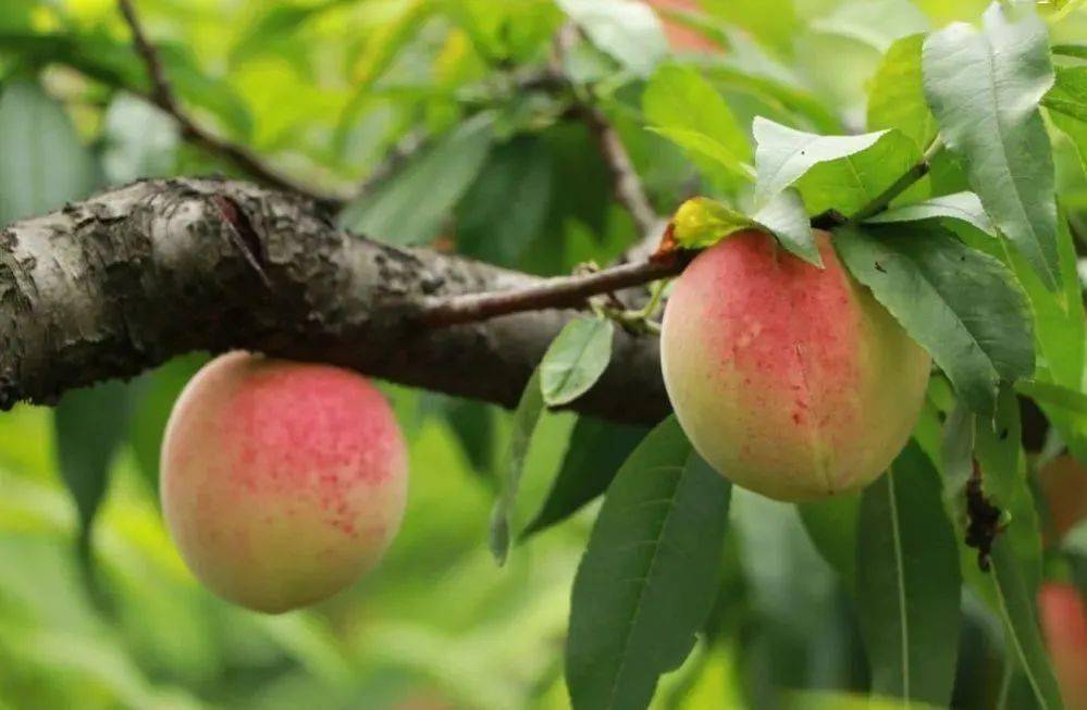 云,贵,川,渝等地"蓬溪仙桃"产品销往这里还是"中国优质桃之乡"十里