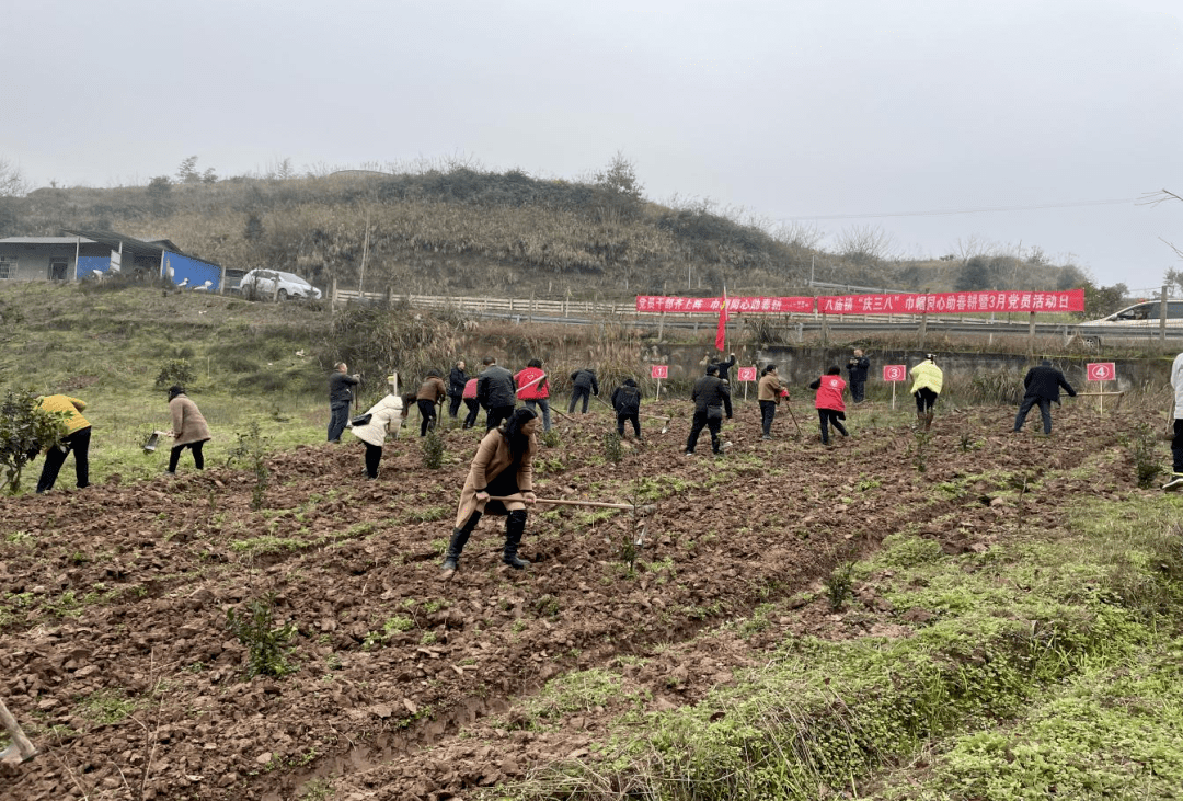 党员干部齐上阵巾帼同心助春耕开江县八庙镇开展庆三八巾帼同心助春耕