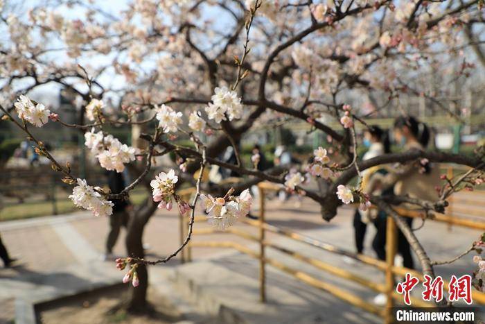 春光|郑州樱桃花竞相绽放