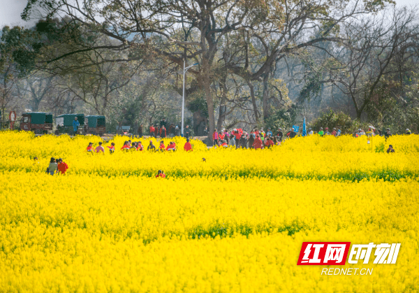 两河口|湖南道县：游花海 享春光（组图）