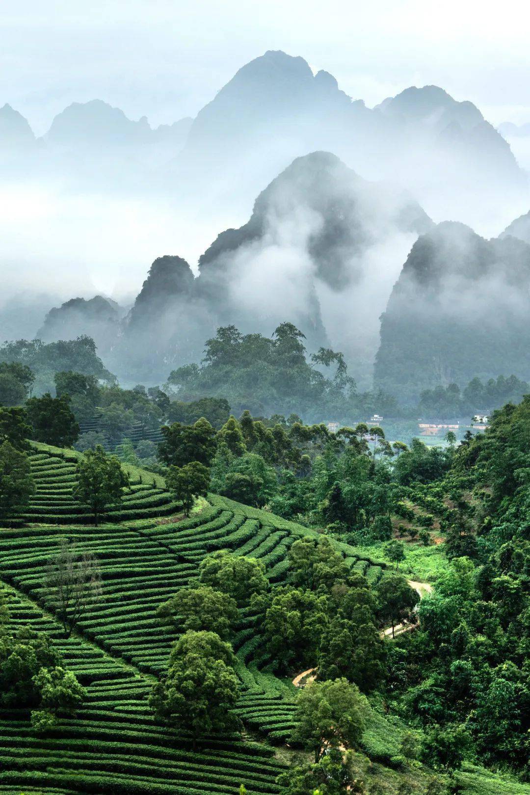 中国的山与茶:一文看懂茶叶大国江山图