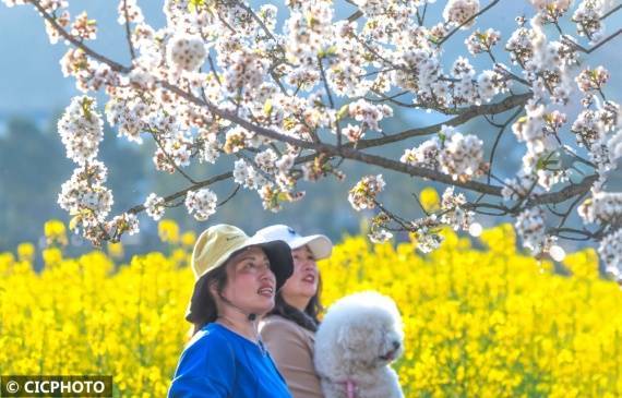 社区|重庆南川：油菜花开“醉”客来