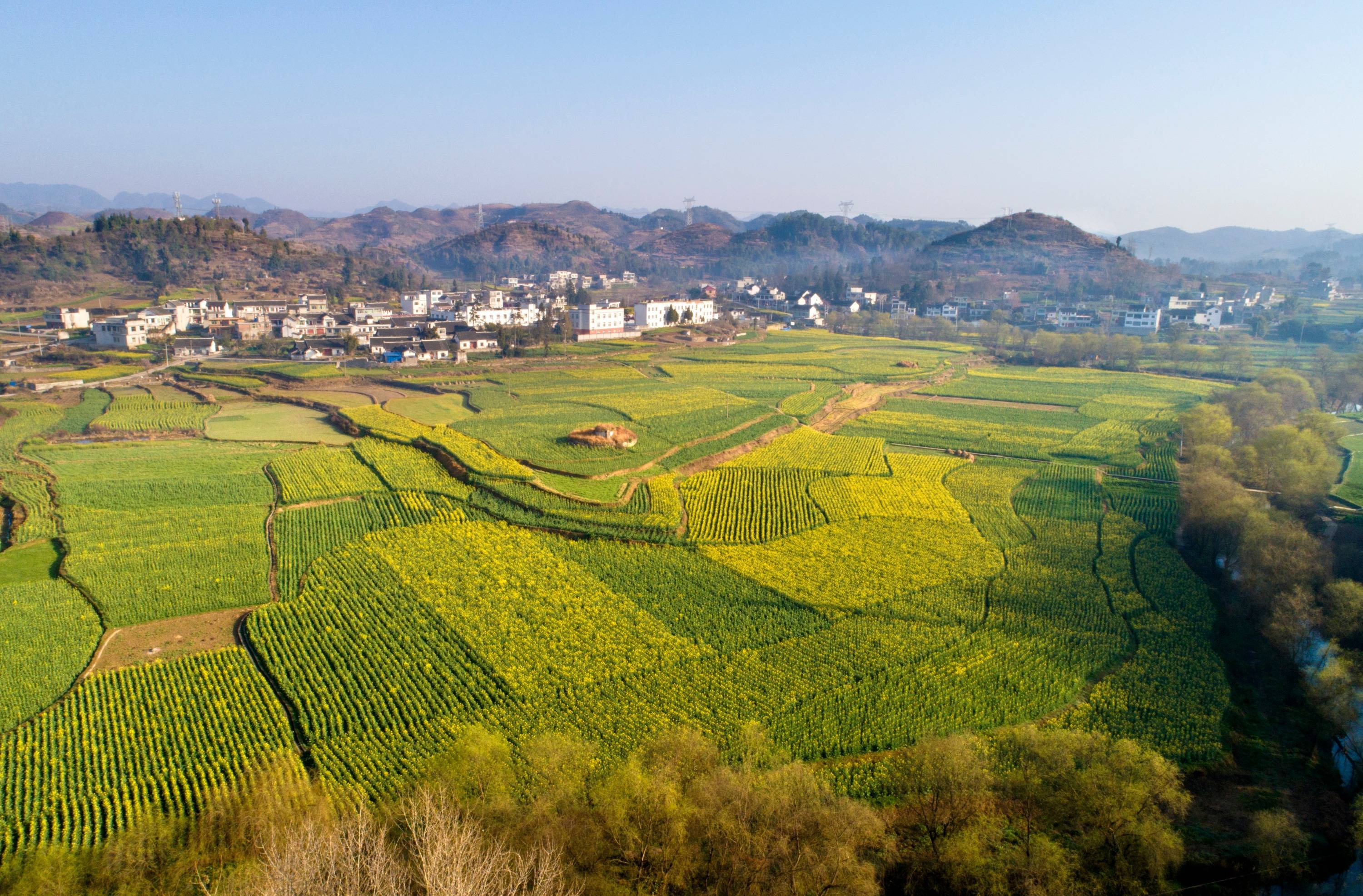 2022贵州油菜花图片