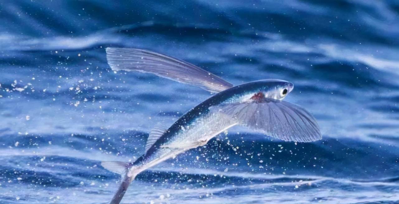 盘点海洋中游泳最快的10种鱼类