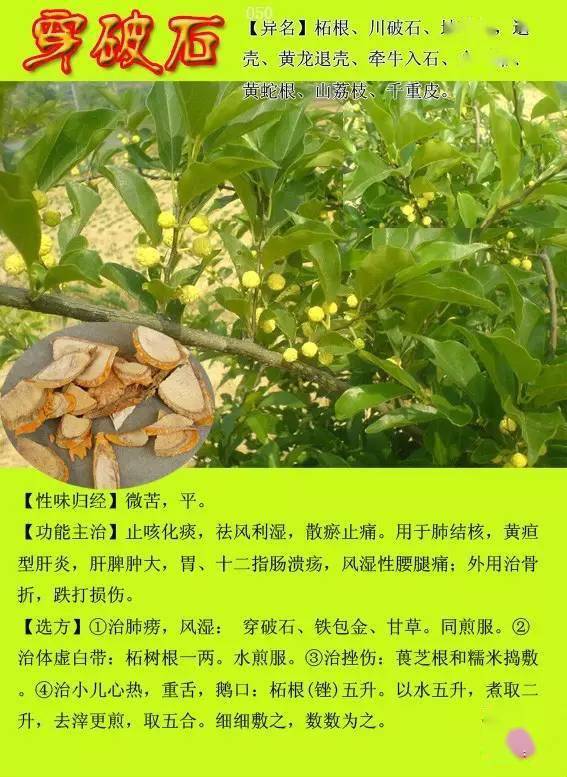300种常见中草药图谱含功能主治