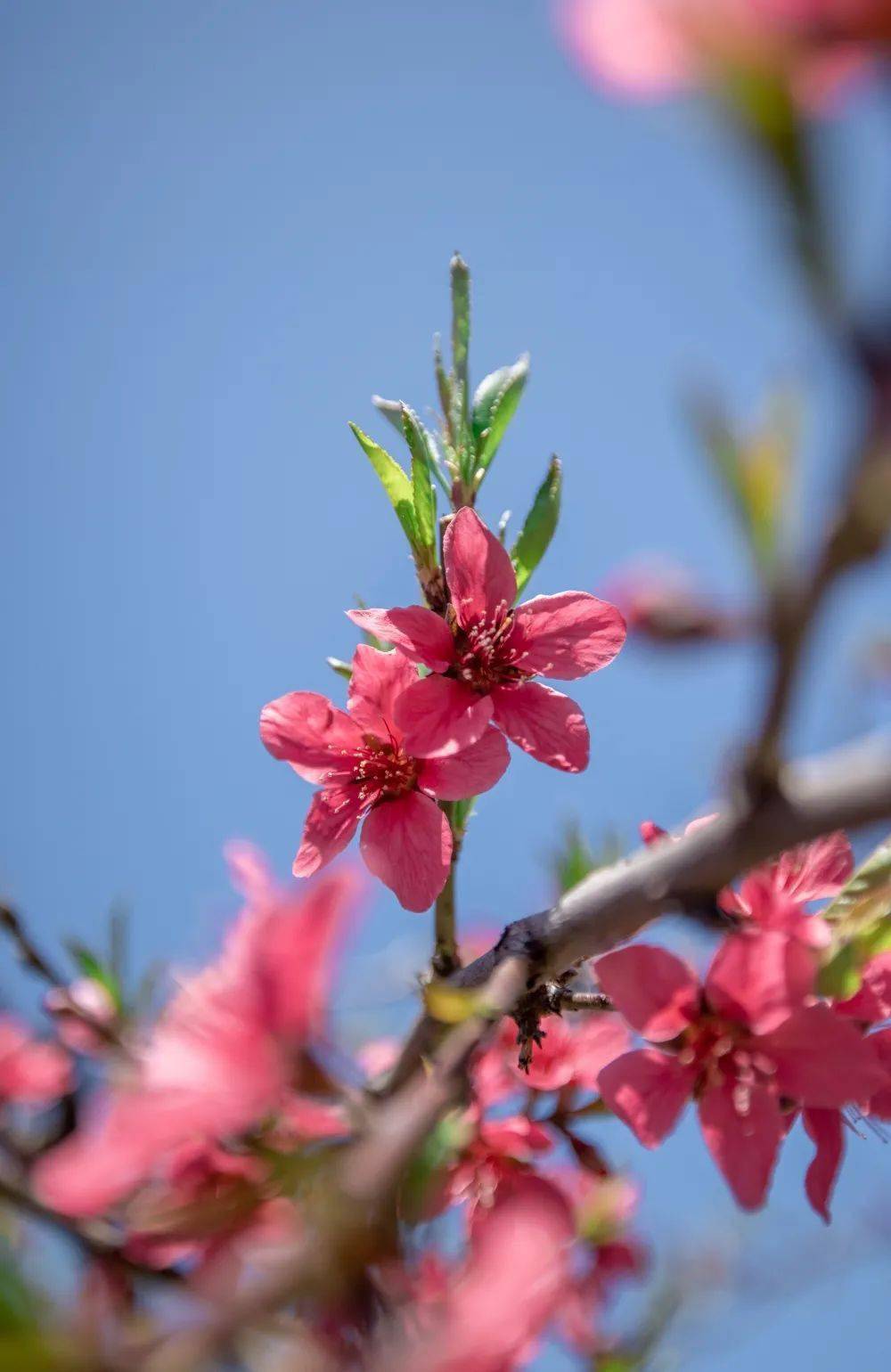博罗象头山桃花如期开春天按时来