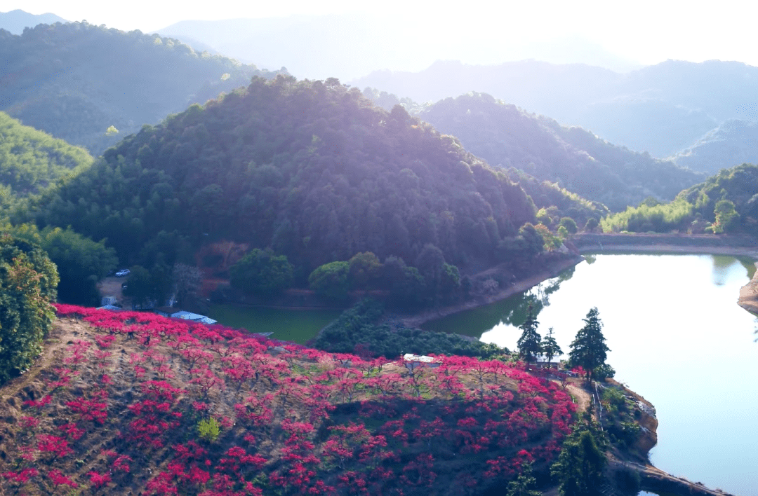 博罗象头山:桃花如期开,春天按时来_桃园_黄敬荣_泰美镇