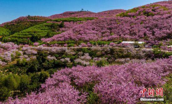 非法|福建清流2000亩近30万株樱花盛开美如画