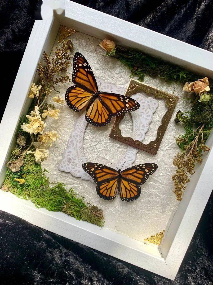 【花间仙子变形记】如何留住一只蝴蝶的美丽?_活动_标本_昆虫