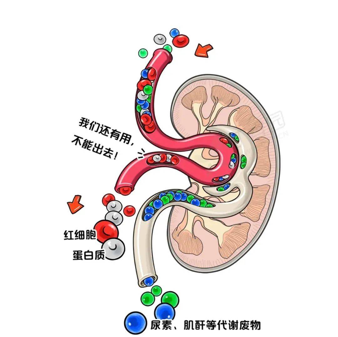 四、肾内组织和血管结构-临床医学-医学