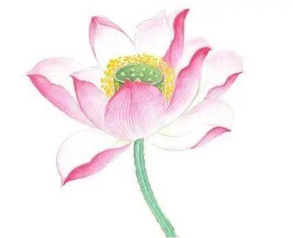 工笔荷花画法分享