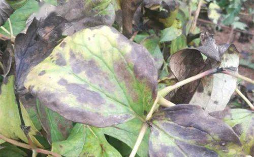 代森锰锌有2种用错防效差严重影响产量代森锰锌特点要掌握