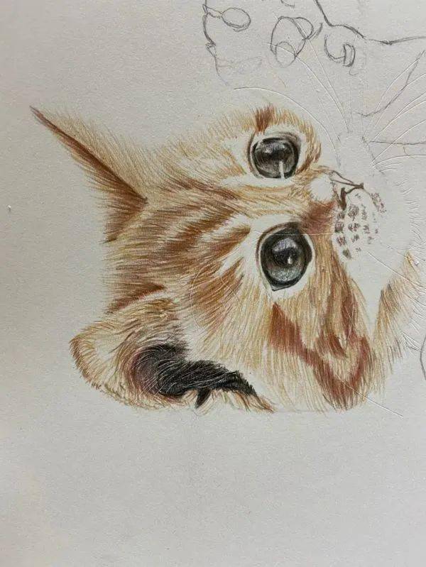 彩铅教程:可爱的小猫画法步骤!
