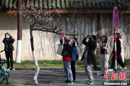 周边|南京网红“消息树”花开满枝引关注