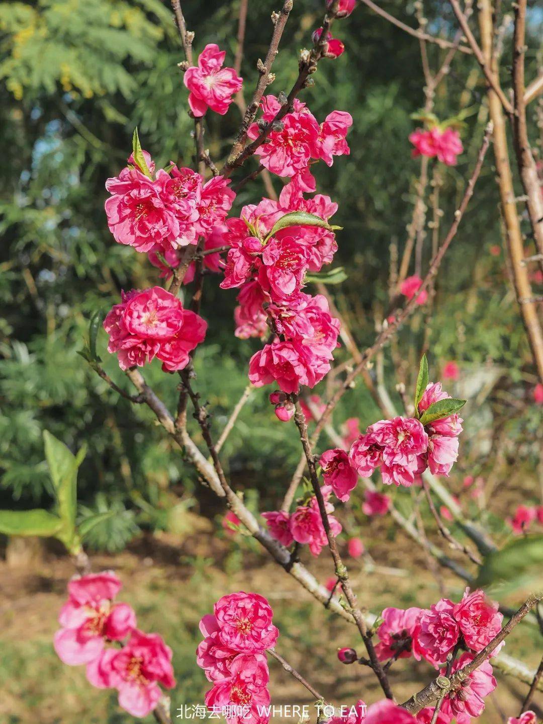 美呆北海园博园这片桃花林开了一起去赏花求桃花运