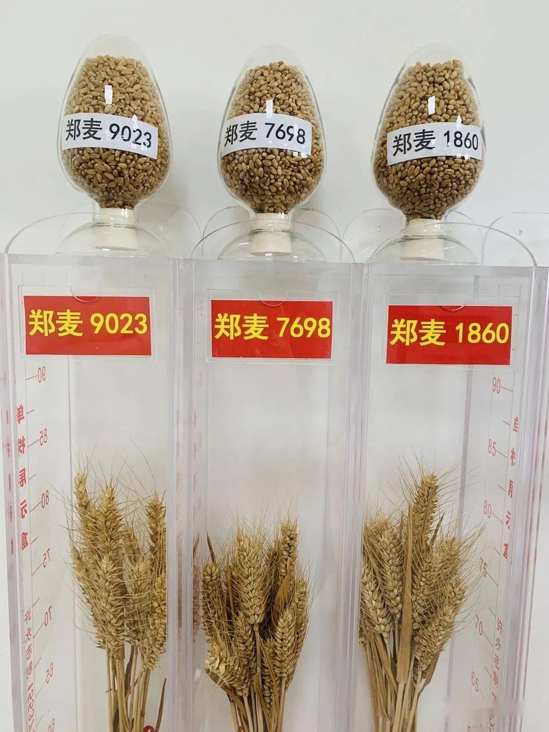 稷麦336小麦品种产量图片
