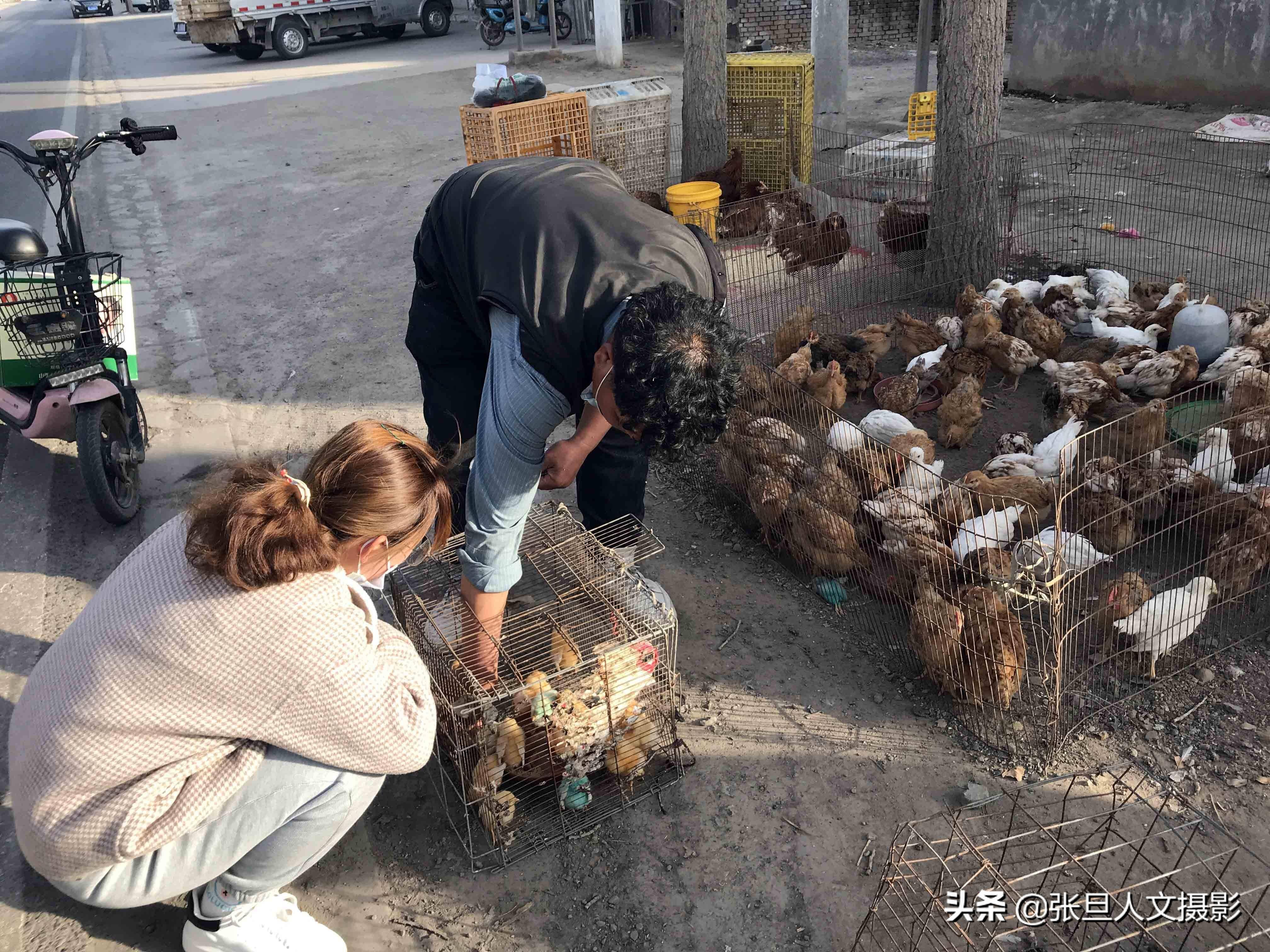 临汾农村卖小鸡的商贩突然想出一个怪招一天多赚了三百多元