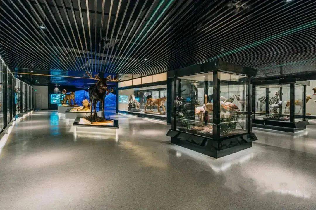 印象仓山福州最大的标本艺术博物馆和野生动物的另类会面