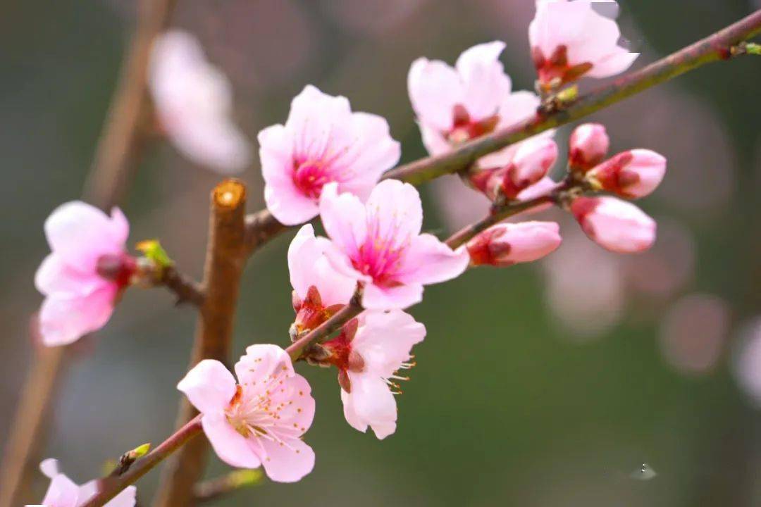 盘龙桃花谷,山花烂漫处正是三月好风景!