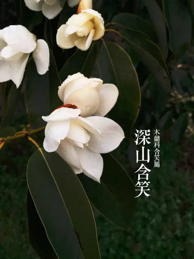 超全的春季赏花图谱 现在收藏还不晚 花朵 海棠 山桃