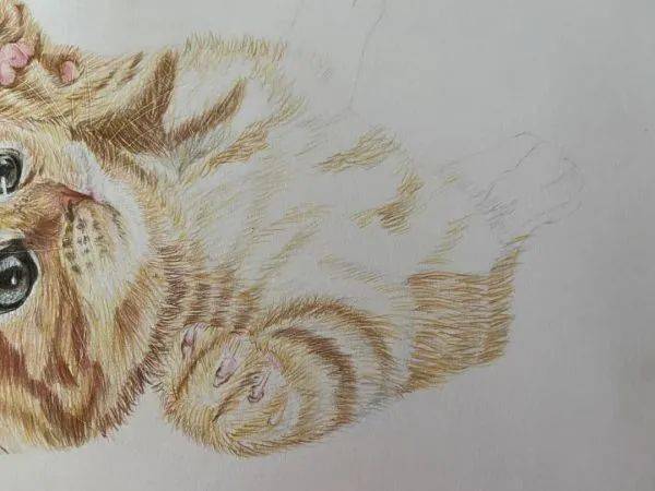 彩铅教程:可爱的小猫画法步骤!