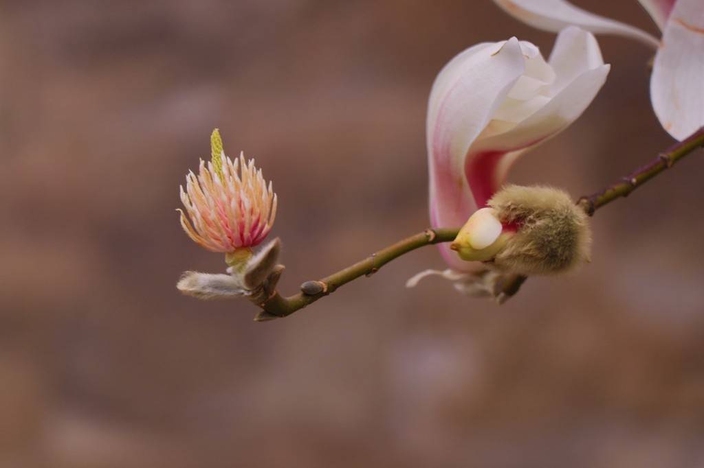 玉兰花,故宫,北京|北京故宫外玉兰花美如画