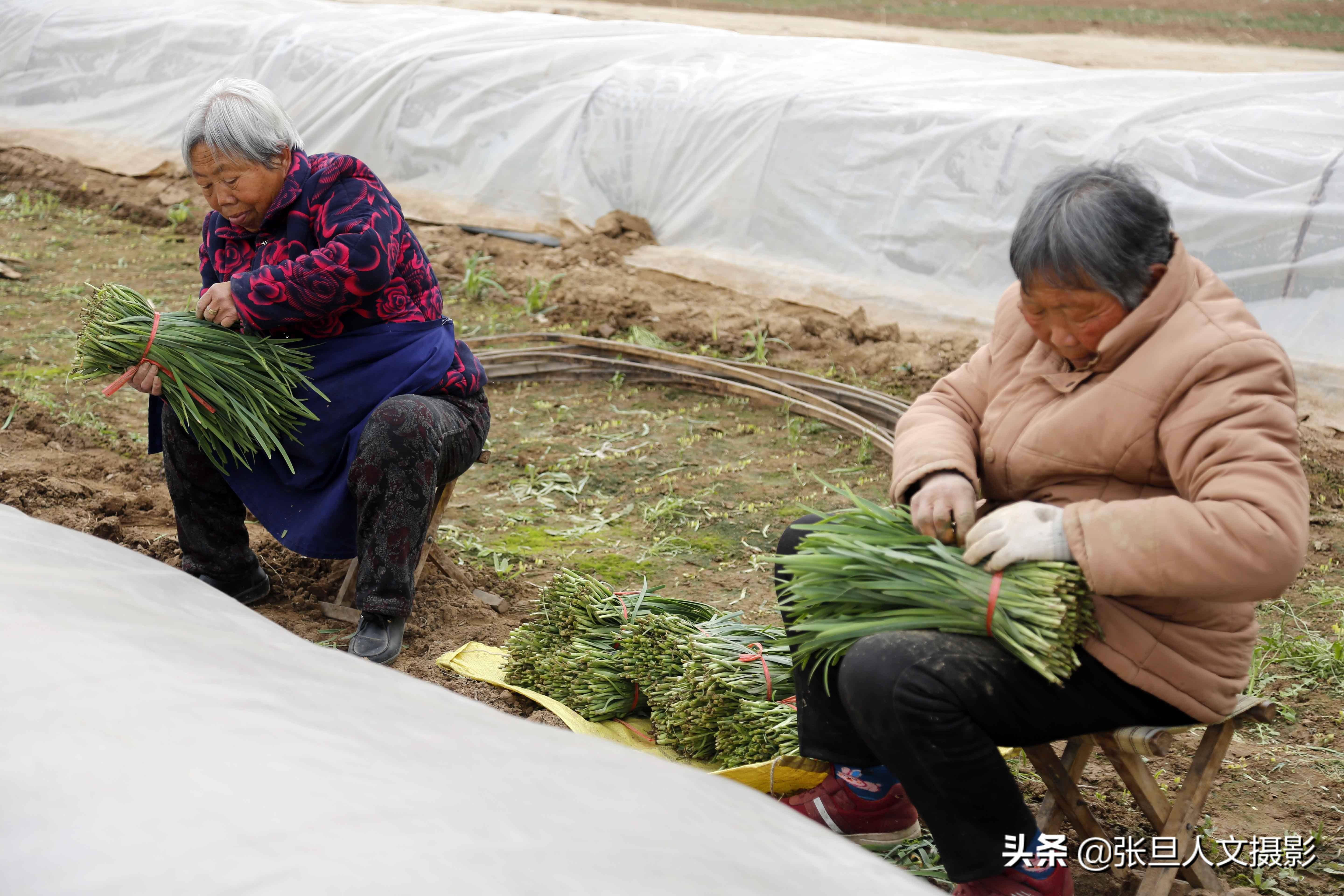 80岁老爷爷种植韭菜15年他说虽然辛苦点是个不错的致富项目