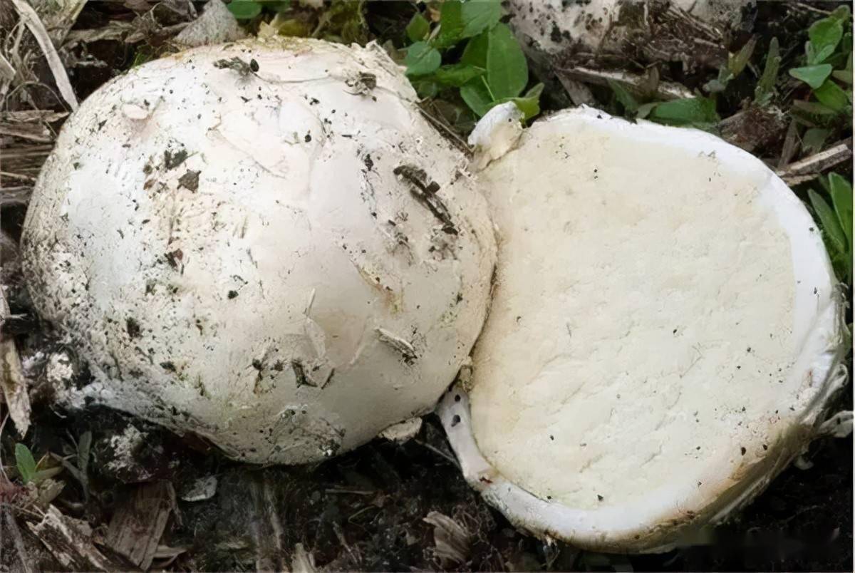 "马粪包",儿时用石头砸烂,如今一斤150元,成稀罕山货_马勃_农村_价格