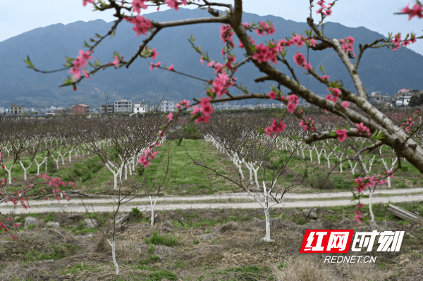 蓝山|湖南蓝山：鲜花朵朵春意浓