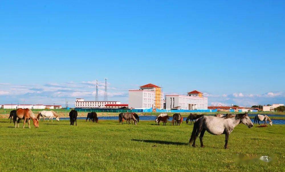 五无甘南十有家园秀美的河曲马场湖