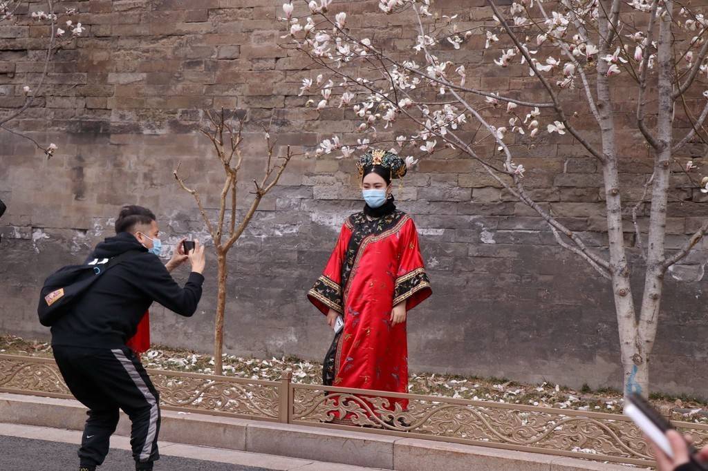 玉兰花,故宫,北京|北京故宫外玉兰花美如画