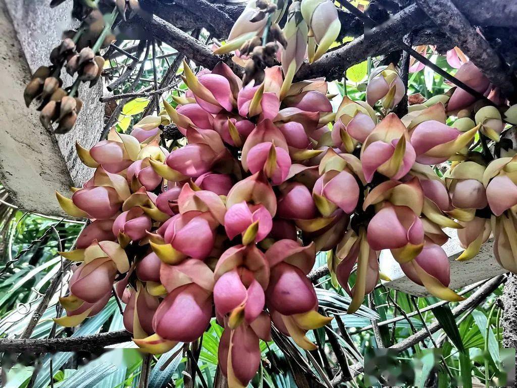 禾雀聚_紫白_麻藤_白花油