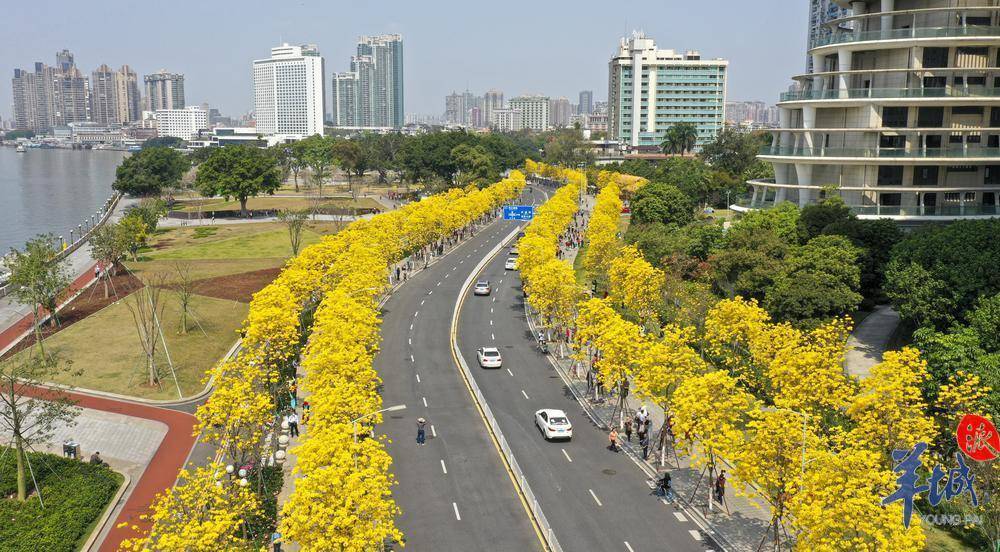 图集视频打卡春日限定广州黄花风铃木盛放