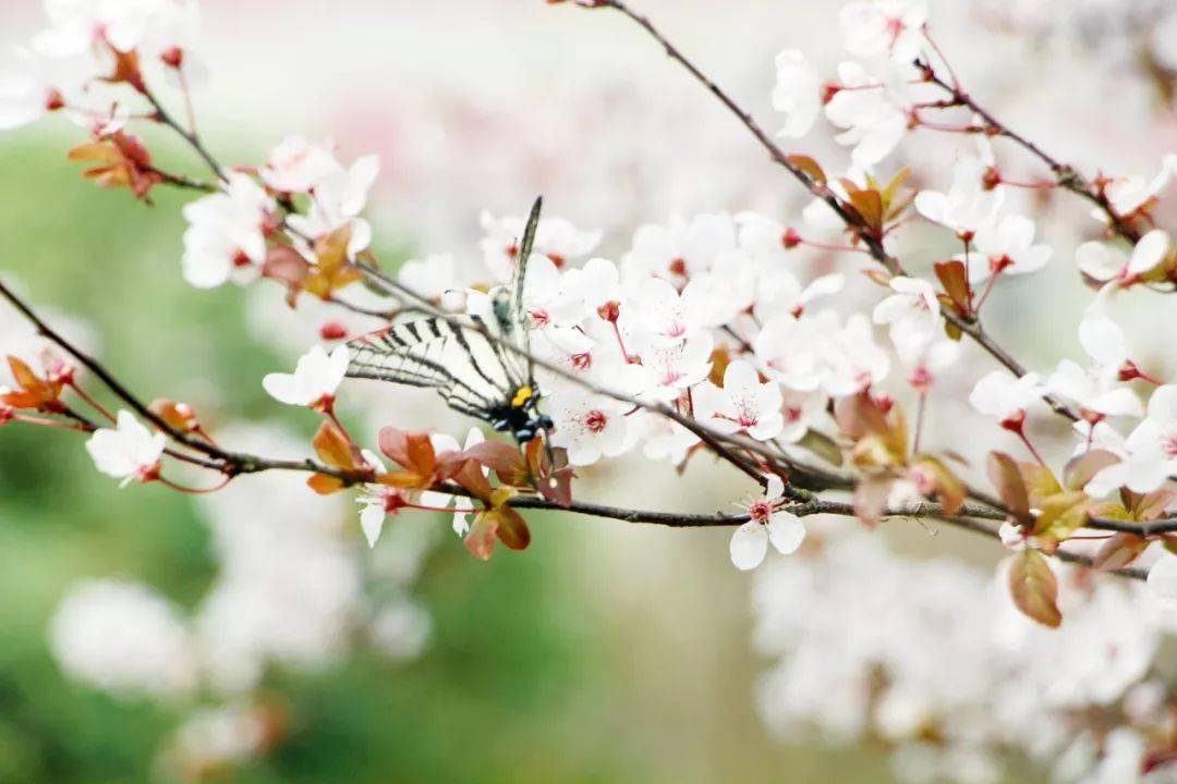 春天裡櫻花杏花梨花海棠你分得清嗎