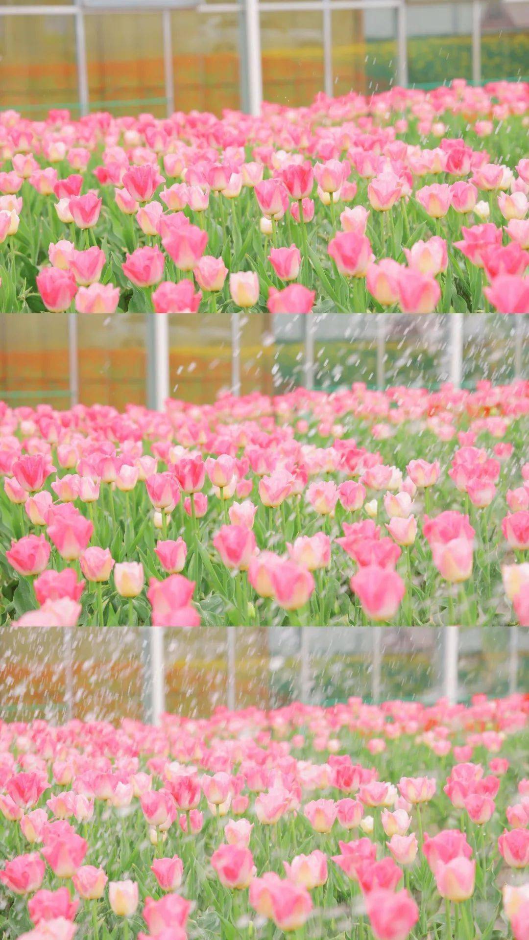 自带温柔滤镜粉色郁金香是我最喜欢的一类是相机也装不下的浪漫以湛蓝