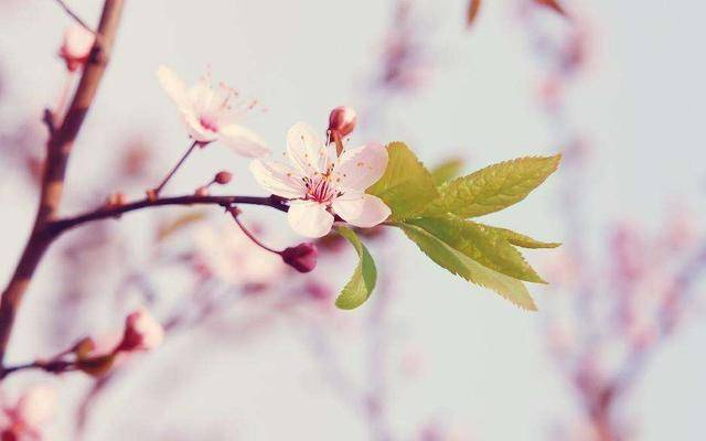 故宫花信 桃花 名迹里的 桃之夭夭 灼灼其华 王蒙 元代 花卉