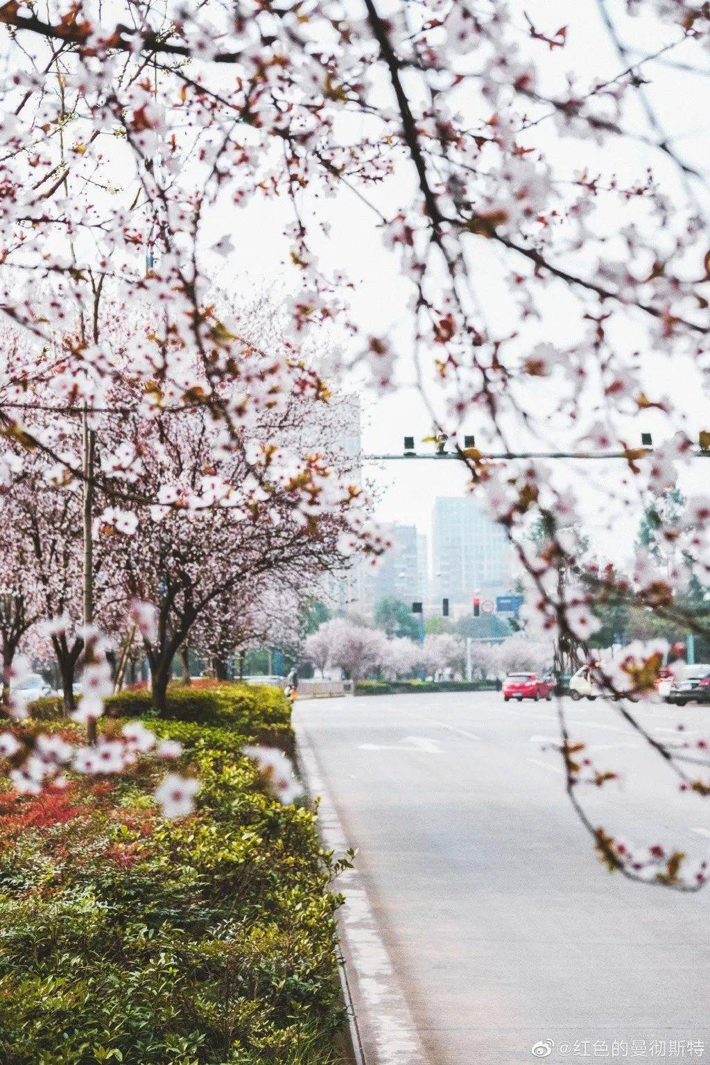 市民|绿道科普｜三月成都C位属于这片粉色