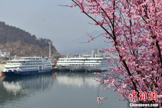 来源|春日限定景色！各地百花绽放