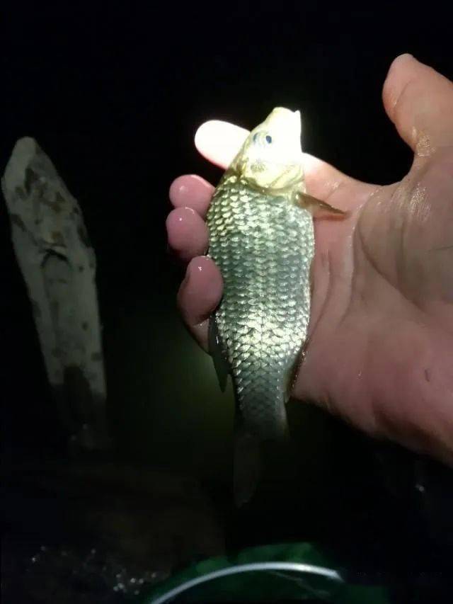 由于夜晚鱼活动没有白天频繁,打窝量要比白天少,频率也可以低一些