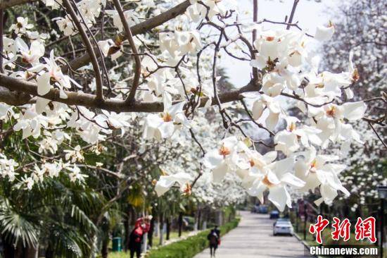 来源|春日限定景色！各地百花绽放