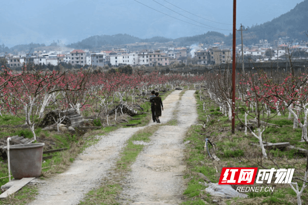 蓝山|湖南蓝山：鲜花朵朵春意浓