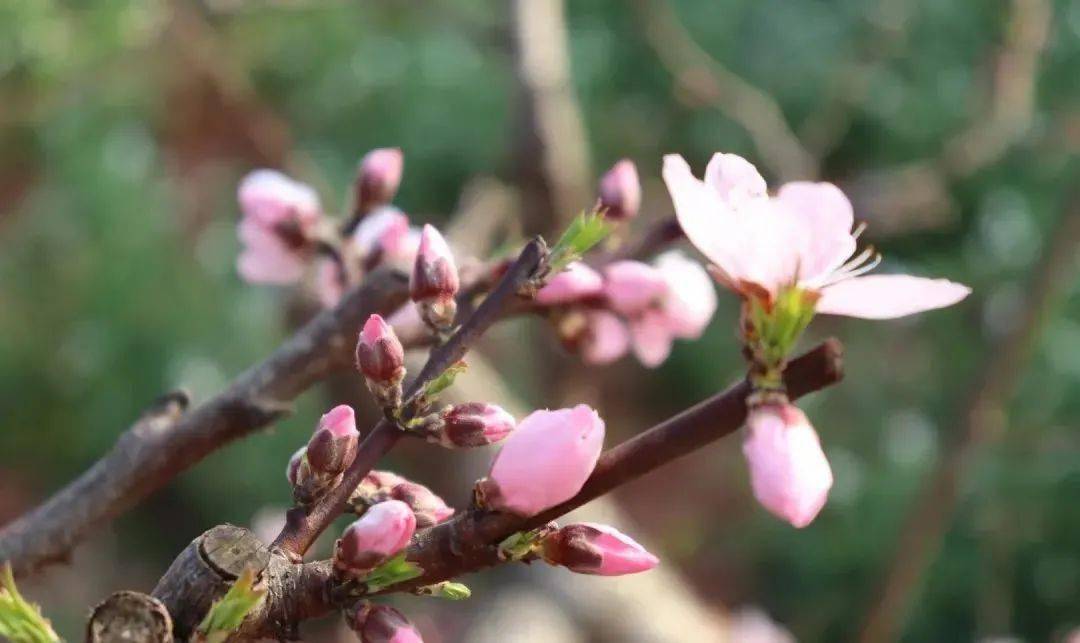 【春天詩文會】第一期《松林桃花》_張帆_陳敏_李子坪