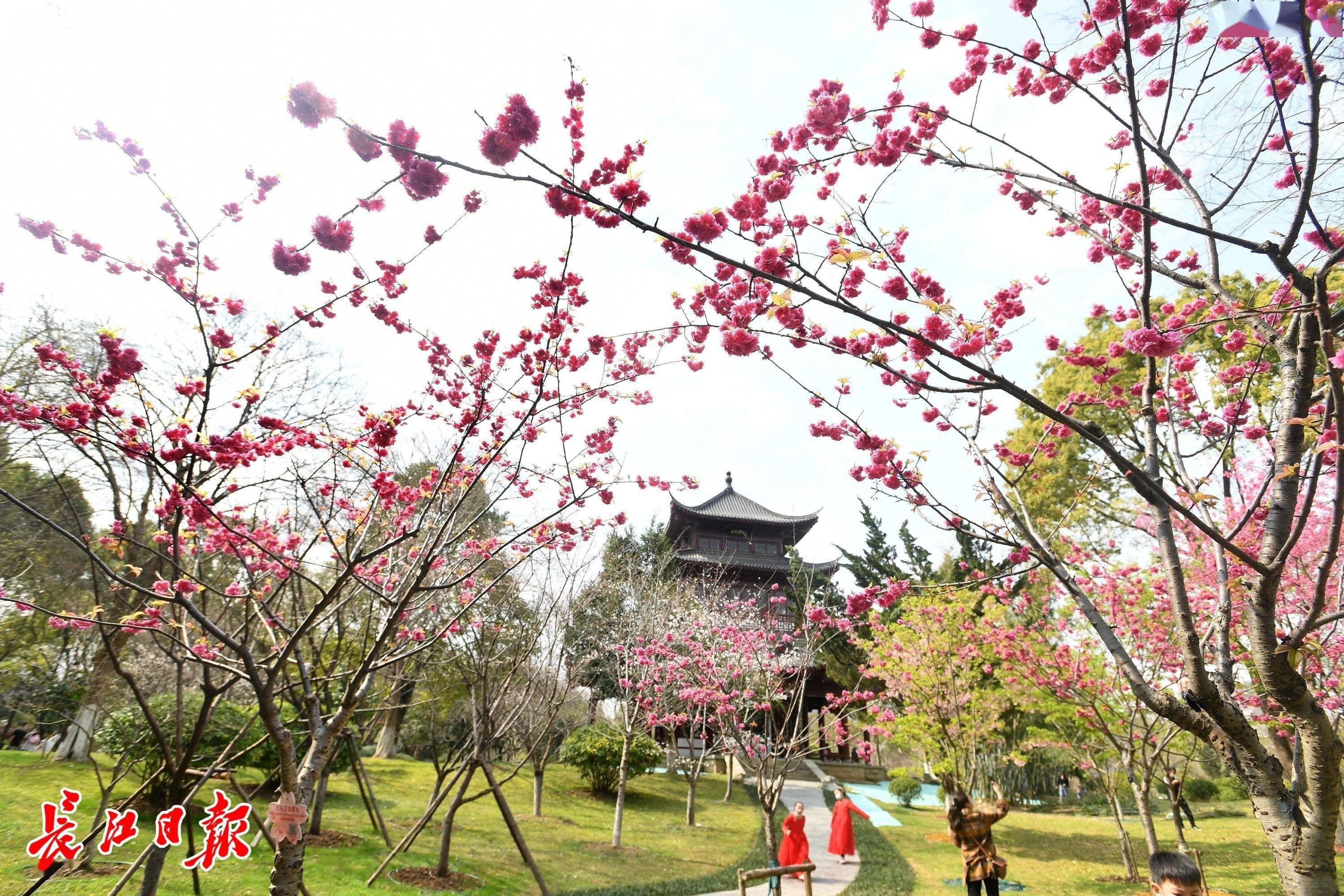 樱花桃花杏花傻傻分不清不认了看美图就行了