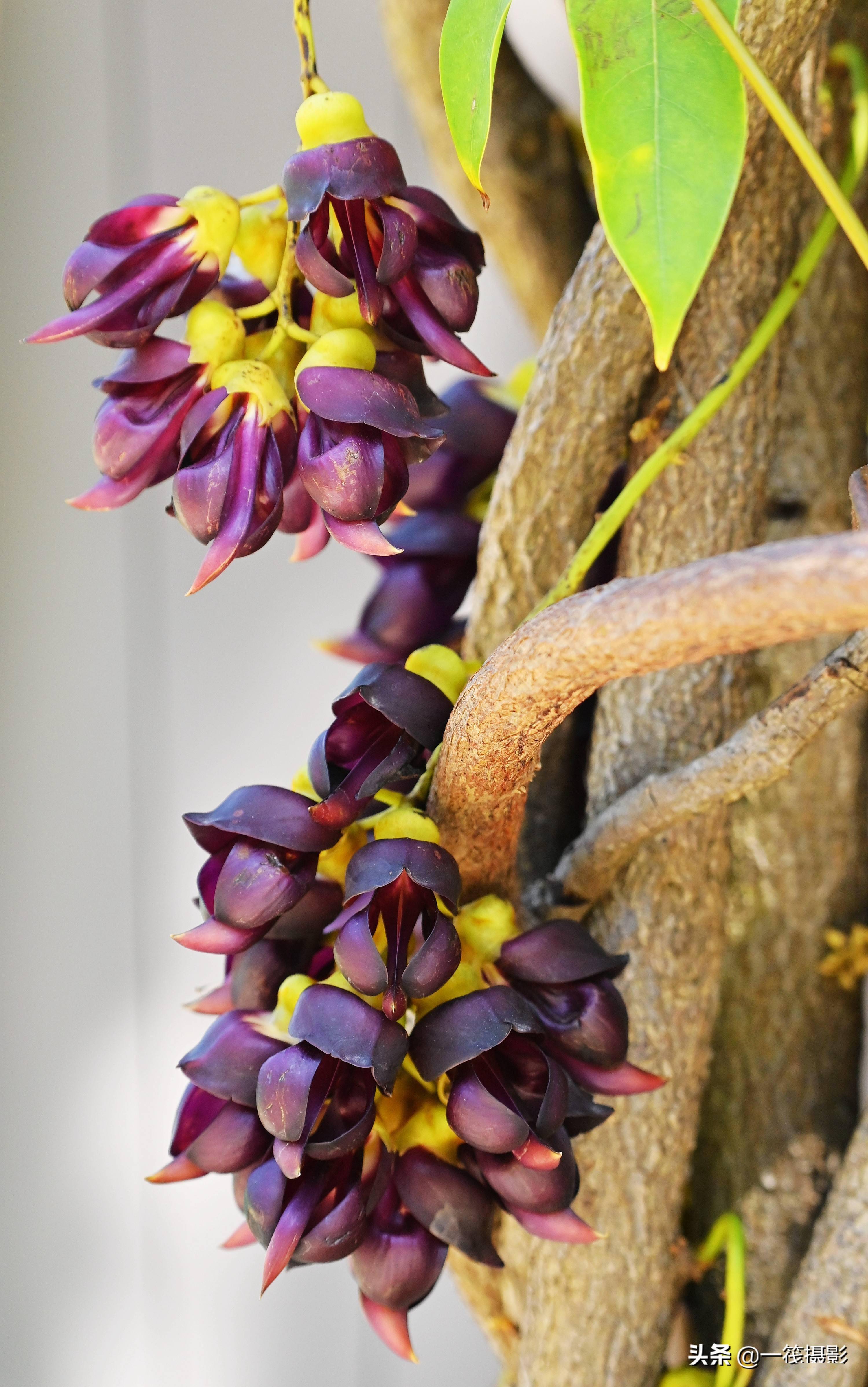 美花欣赏——深紫色禾雀花