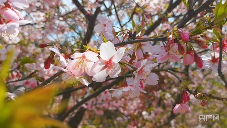 云霞|花事来了|美如云霞 宁波达人谷数万株樱花迎春绽放